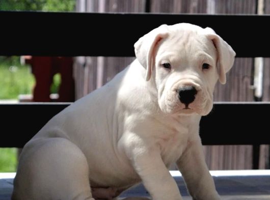 Dogo Argenti̇no Türki̇ye