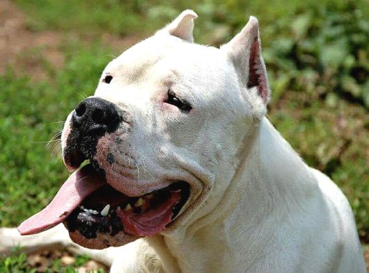 Dogo Argenti̇no Türki̇ye görsel