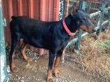 Yetişkin Doberman  dişi damızlık