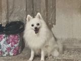 Pomerani̇anlar
