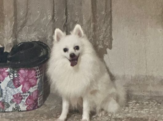 Pomerani̇anlar görsel