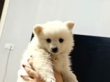 Pomerani̇anlar