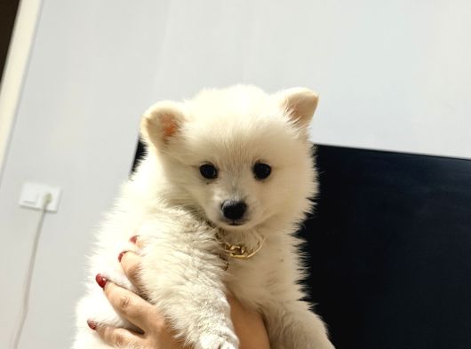Pomerani̇anlar görsel