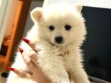 Pomerani̇anlar