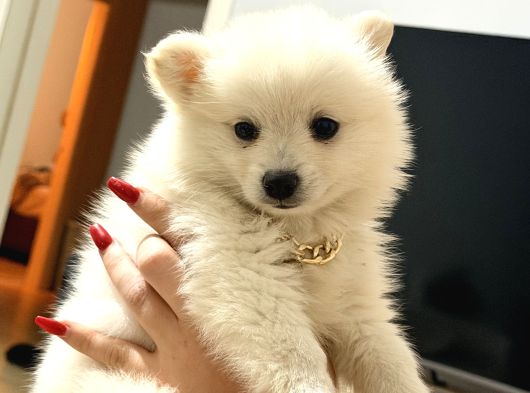 Pomerani̇anlar görsel