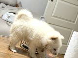 Pomerani̇anlar