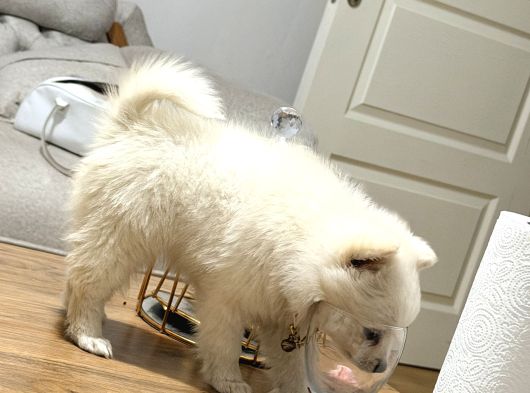 Pomerani̇anlar görsel