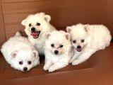 POMERANİANLAR