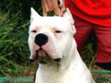 Dogo Argenti̇no Türki̇ye