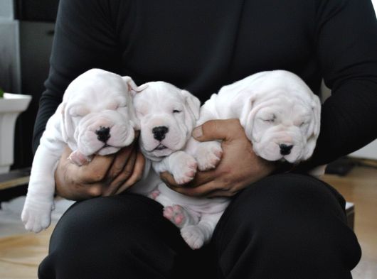 Dogo Argenti̇no Türki̇ye görsel