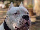 Dogo Argenti̇no Türki̇ye