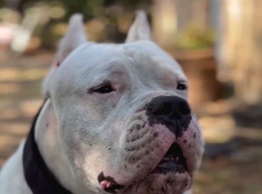 Dogo Argenti̇no Türki̇ye görsel