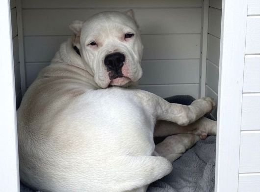 Dogo Argenti̇no Türki̇ye görsel