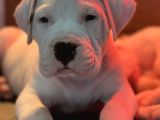 DOGO ARGENTİNO TÜRKİYE