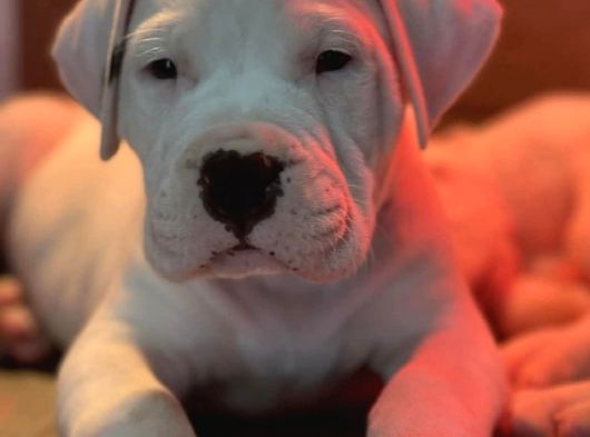 Dogo Argenti̇no Türki̇ye