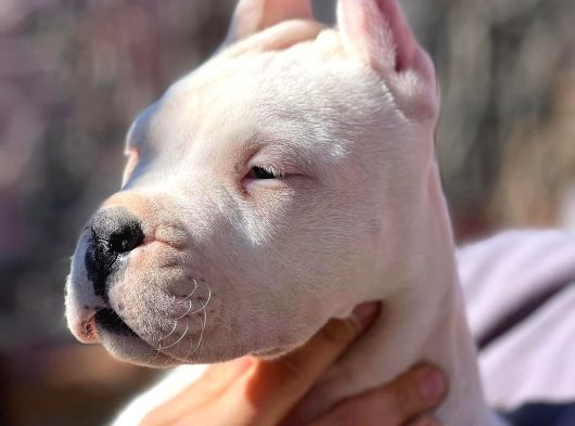 Dogo Argenti̇no Türki̇ye görsel