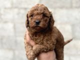 Toy Poodle Erkek Dişi Irk Garantili Yavrularımız