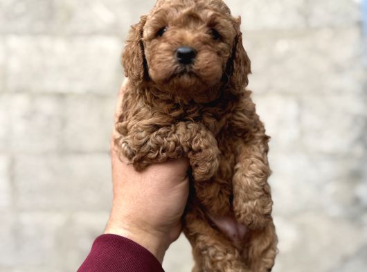 Toy Poodle Bebekler Orjinal Irk Garantili görsel