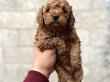 Toy Poodle Erkek Dişi Irk Garantili Yavrularımız