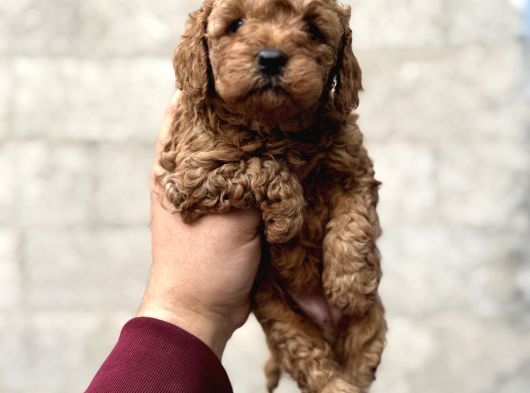Toy Poodle Bebekler Orjinal Irk Garantili görsel