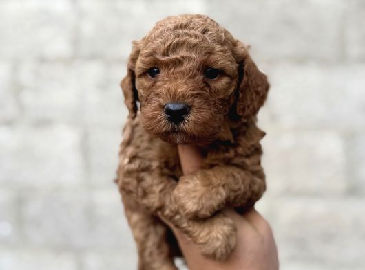 Toy Poodle Bebekler Orjinal Irk Garantili görsel