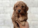 Toy poodle erkek dişi ırk Garantili yavrularımız
