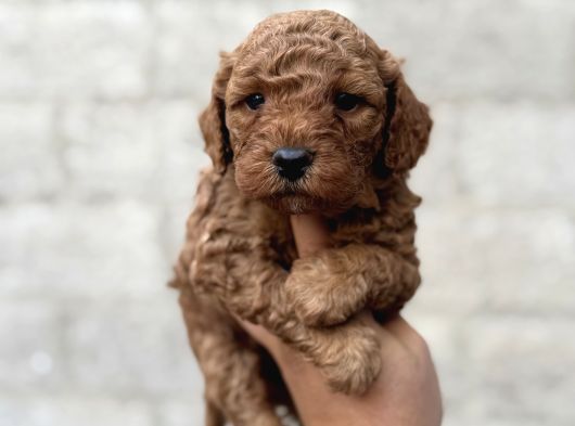Toy Poodle Erkek Dişi Irk Garantili Yavrularımız