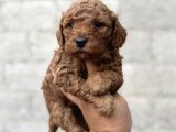 Toy Poodle Bebekler Orjinal Irk Garantili