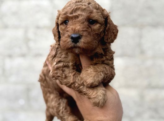 Toy Poodle Bebekler Orjinal Irk Garantili görsel