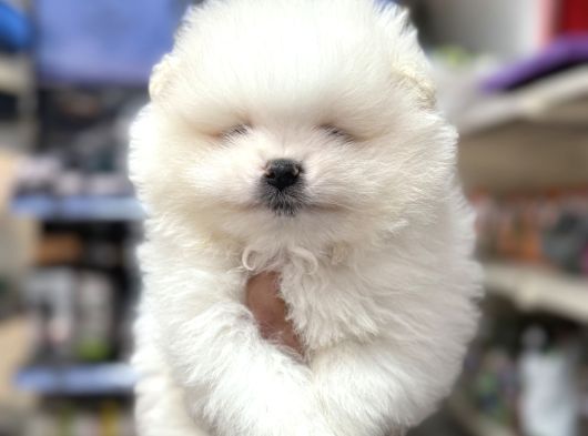 Pomeranian Kar Beyaz Minik Ayıcıklar