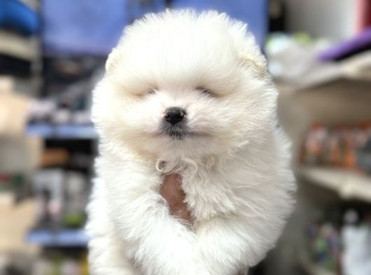 Pomeranian Boo Ayıcık Yavrularımız görsel