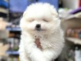 Pomeranian Kar Beyaz Minik Ayıcıklar