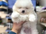Pomeranian Kar Beyaz Minik Ayıcıklar