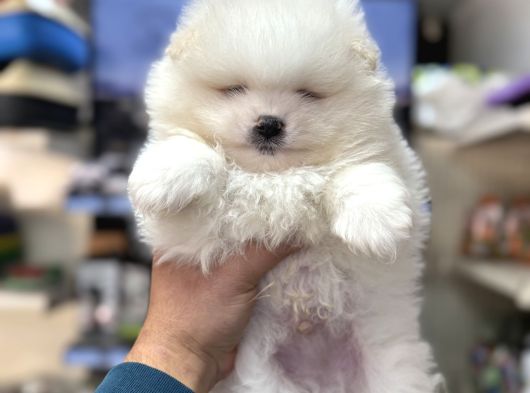 Pomeranian Kar Beyaz Minik Ayıcıklar görsel