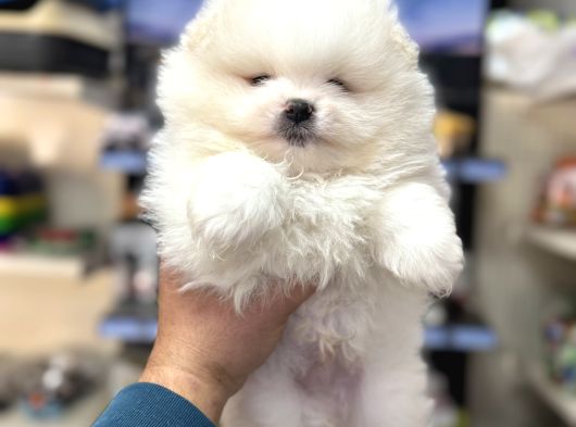Pomeranian Boo Ayıcık Yavrularımız