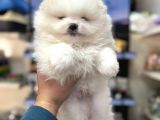 Pomeranian Boo Ayıcık Yavrularımız