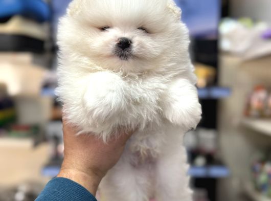 Pomeranian Kar Beyaz Minik Ayıcıklar görsel