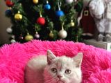 Safkan British Shorthair Lilac Yavrular