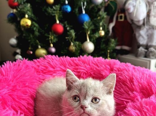 Safkan British Shorthair Lilac Yavrular görsel