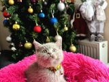 Safkan British Shorthair Lilac Yavrular