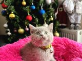 Safkan British Shorthair Lilac Yavrular