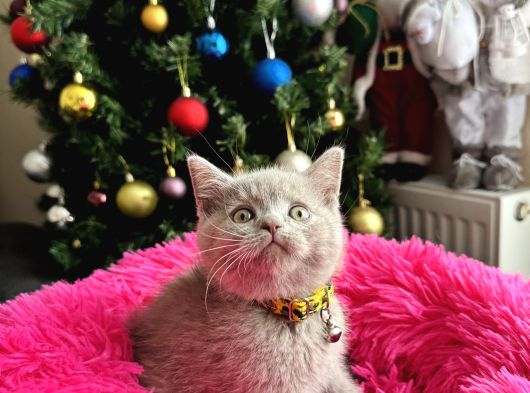 Safkan British Shorthair Lilac Yavrular görsel