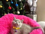 Safkan British Shorthair Lilac Yavrular