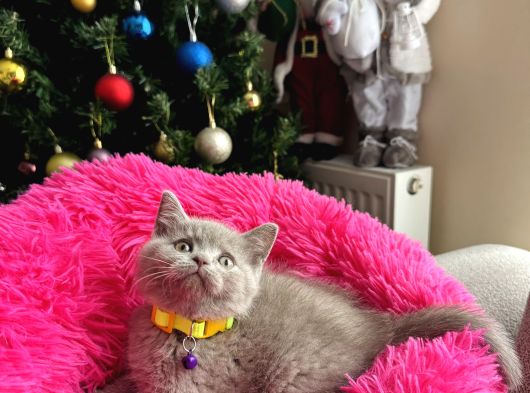 Safkan British Shorthair Lilac Yavrular görsel