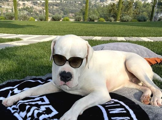 Dogo Argenti̇no Türki̇ye görsel