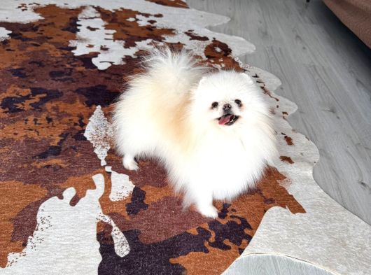 Pomeranıan Boo Adana Cevresi Irk Garantili görsel