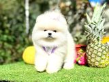 Orjinal Ayıcık Yüz Pomeranian Boo Yavrular
