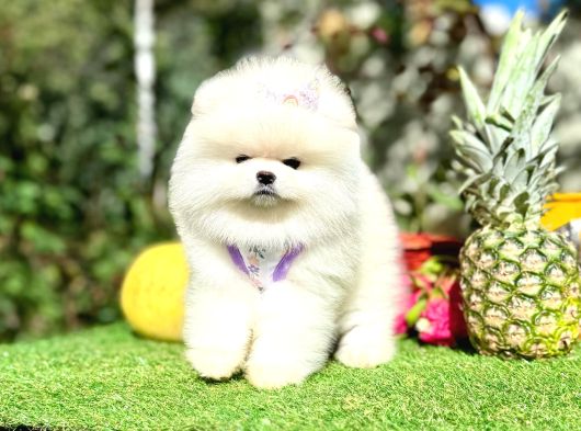 Orjinal Ayıcık Yüz Pomeranian Boo Yavrular görsel