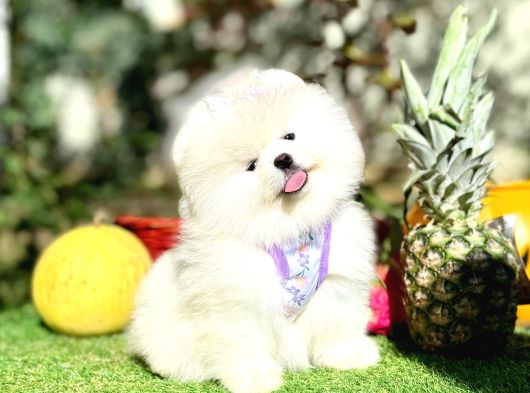 Orjinal Ayıcık Yüz Pomeranian Boo Yavrular