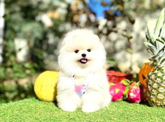 Orjinal Ayıcık Yüz Pomeranian Boo Yavrular görsel